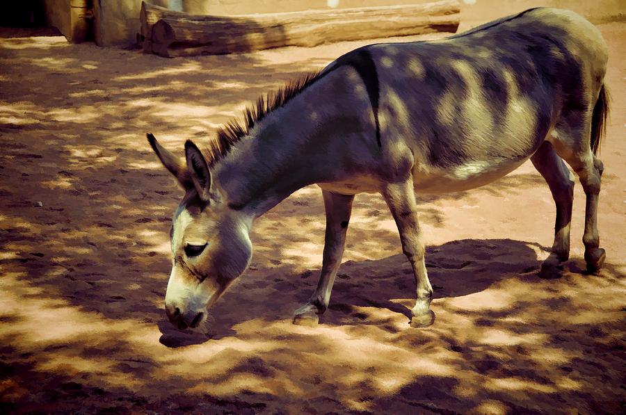 Nigerian Donkey Photograph by Jan Amiss Photography