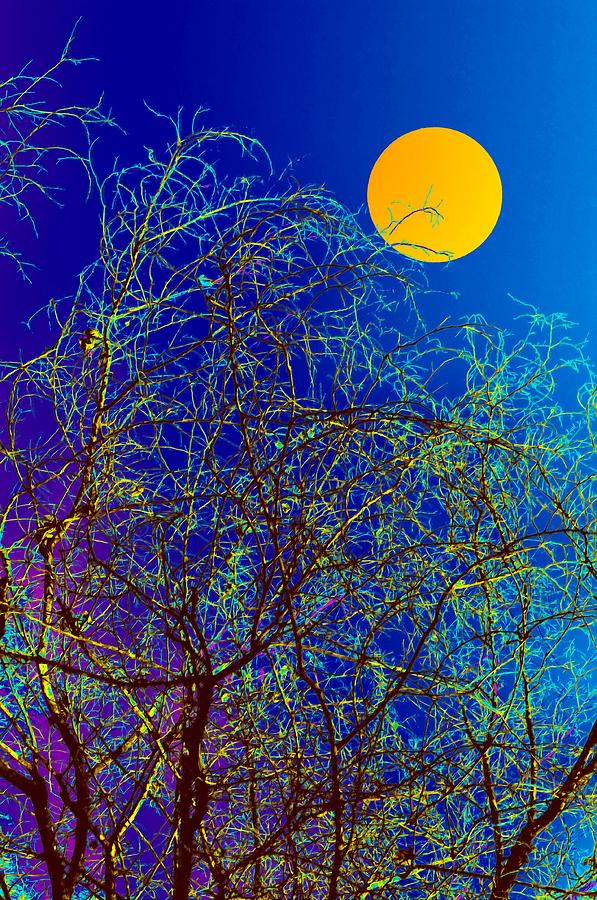 Abstract Digital Art - Night Abstract of nature by Bliss Of Art