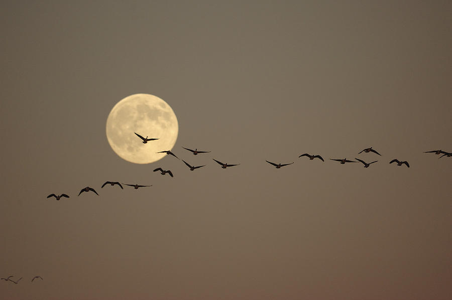 Bird Photograph - Night Beauty by Philippe Francis Bird Photograph - Night Beauty by Philippe Francis
