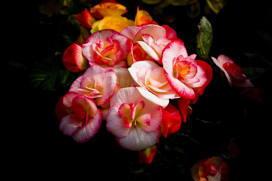 Flower Photograph - Night Begonias Three by John Ater