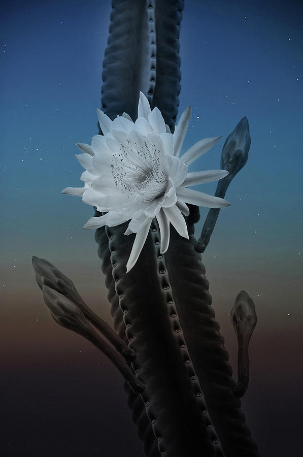 Night bloom Photograph by Carolyn DAlessandro