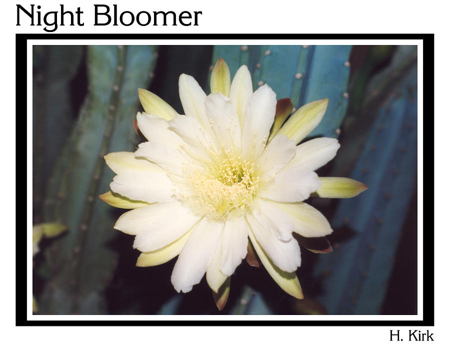 Night Bloomer Posters Photograph by Heather Kirk
