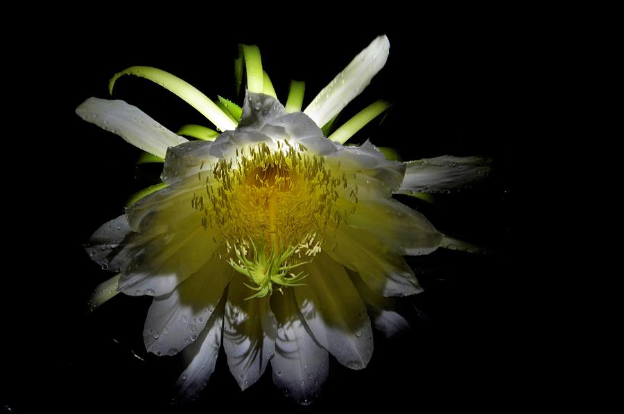 Night Blooming Beauty Photograph by Heidi Fickinger