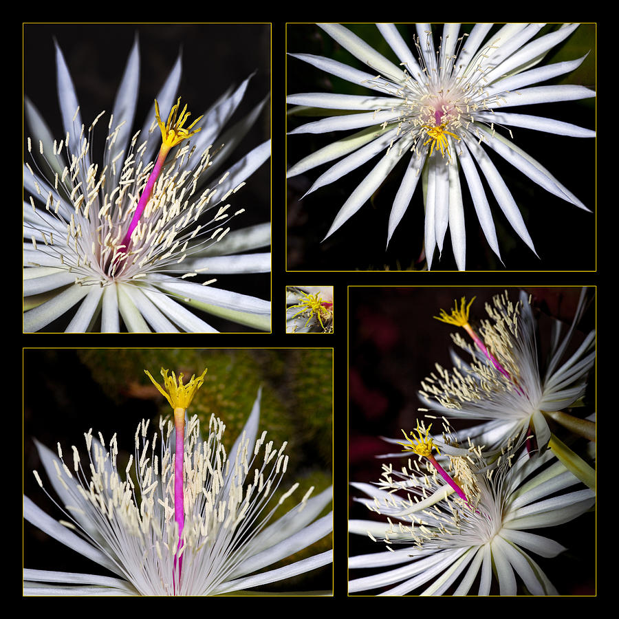 Night Blooming Cactus Flower Photograph by Kelley King