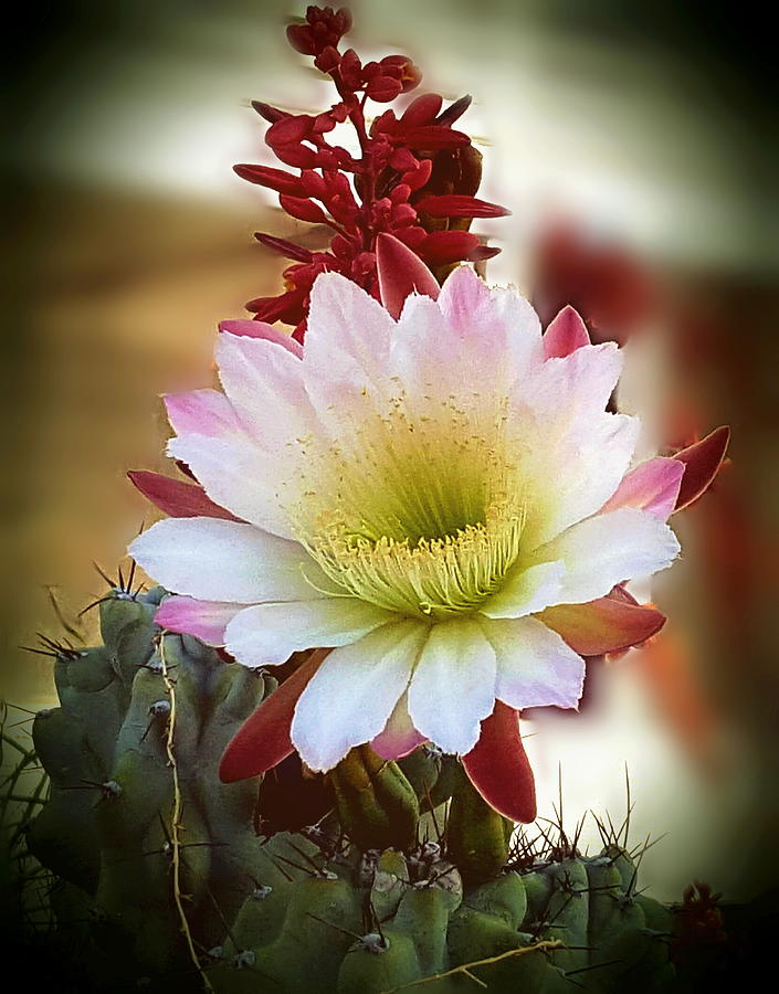 Night-Blooming Cereus 2 Photograph by Marilyn Smith