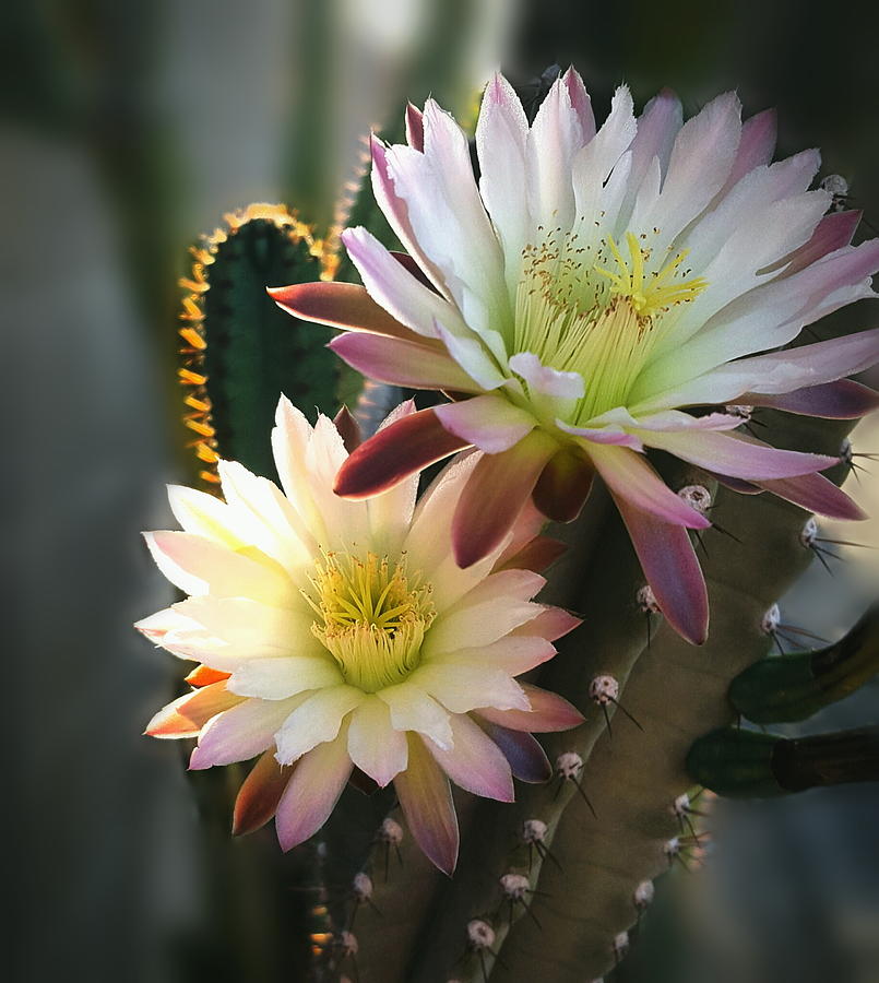 Night-Blooming Cereus 3 Photograph by Marilyn Smith