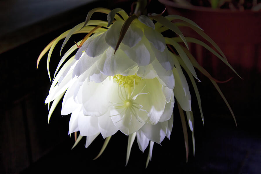 Night Blooming Cereus Photograph by Alana Thrower