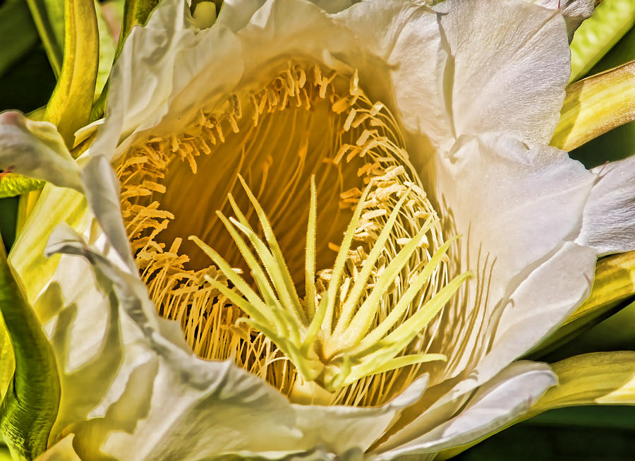 Queen Photograph - Night Blooming Cereus Close Up by HH Photography of Florida
