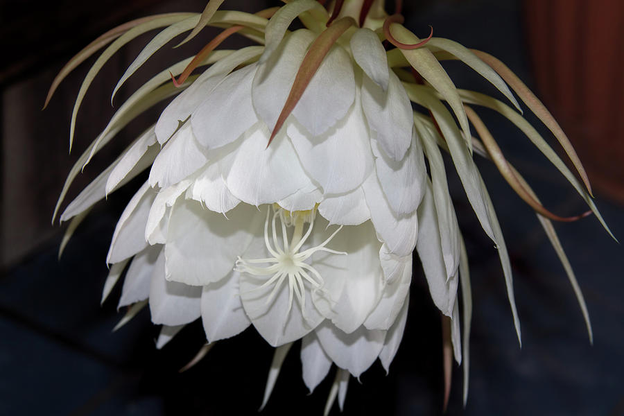 Night Blooming Cereus II Photograph by Alana Thrower
