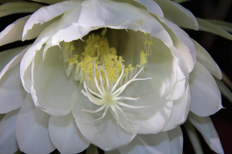 Night Blooming Cereus III Photograph by Alana Thrower