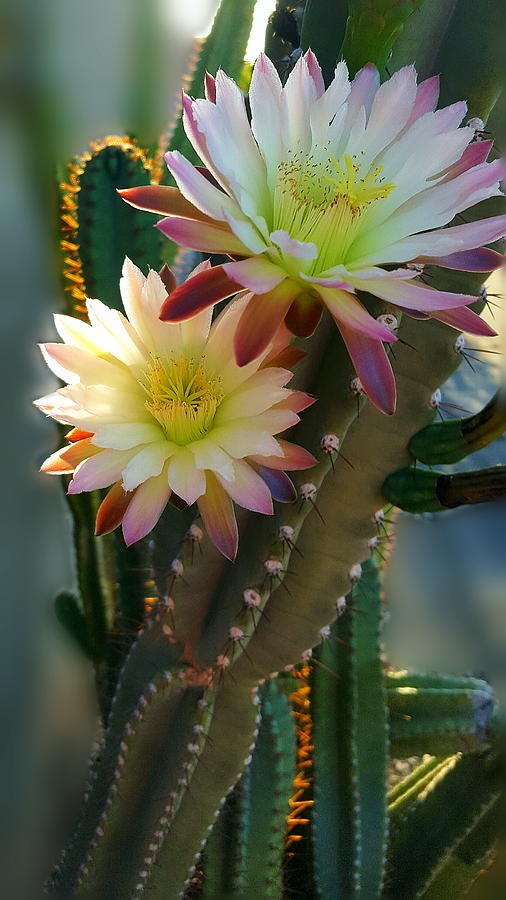 Night-Blooming Cereus 4 Photograph by Marilyn Smith