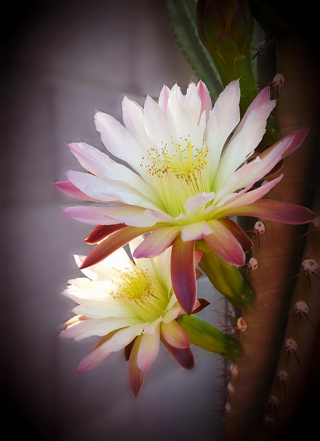 Night Blooming Cereus Photograph by Marilyn Smith