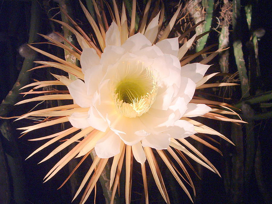 Night-blooming Cereus Photograph by T Guy Spencer