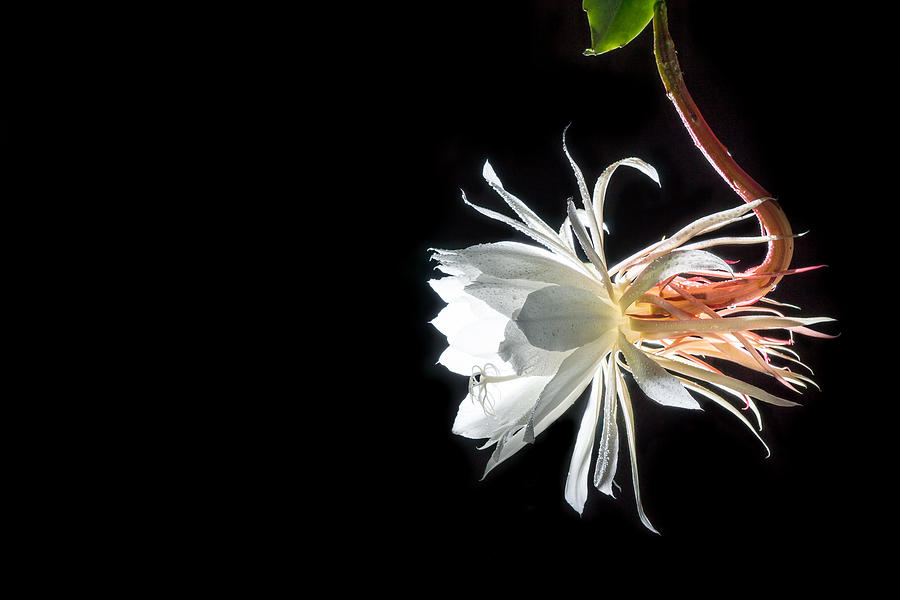 Flowers Still Life Photograph - Night Blooming Flower by Jimmy Chiu