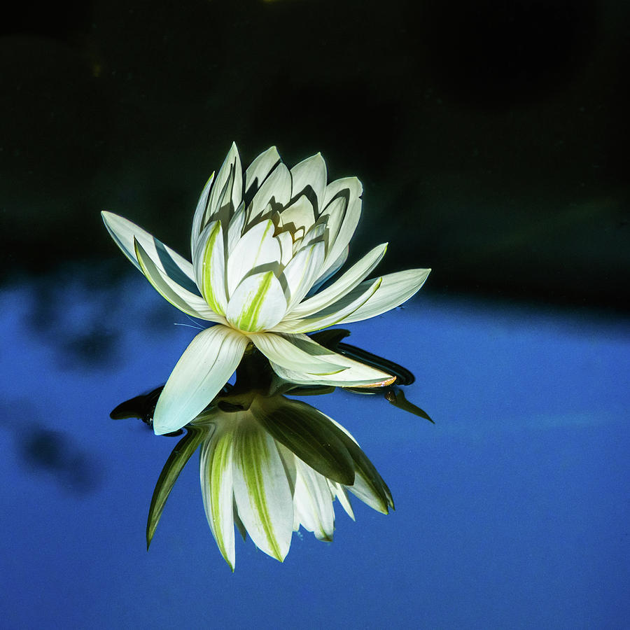 Night blooming Water Lily Photograph by Yvonne Randolph - Fine Art America