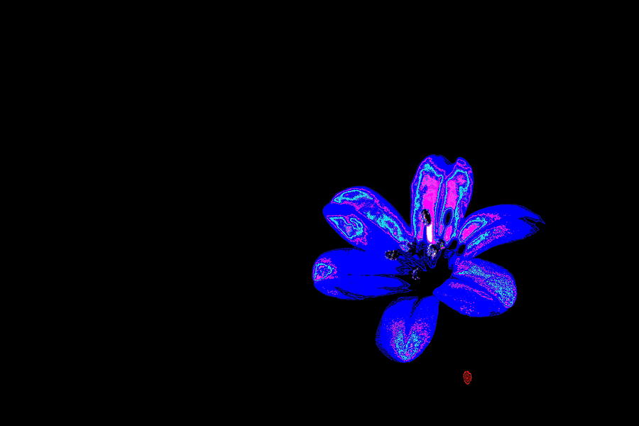 Flower Photograph - Night Blue by Richard Patmore