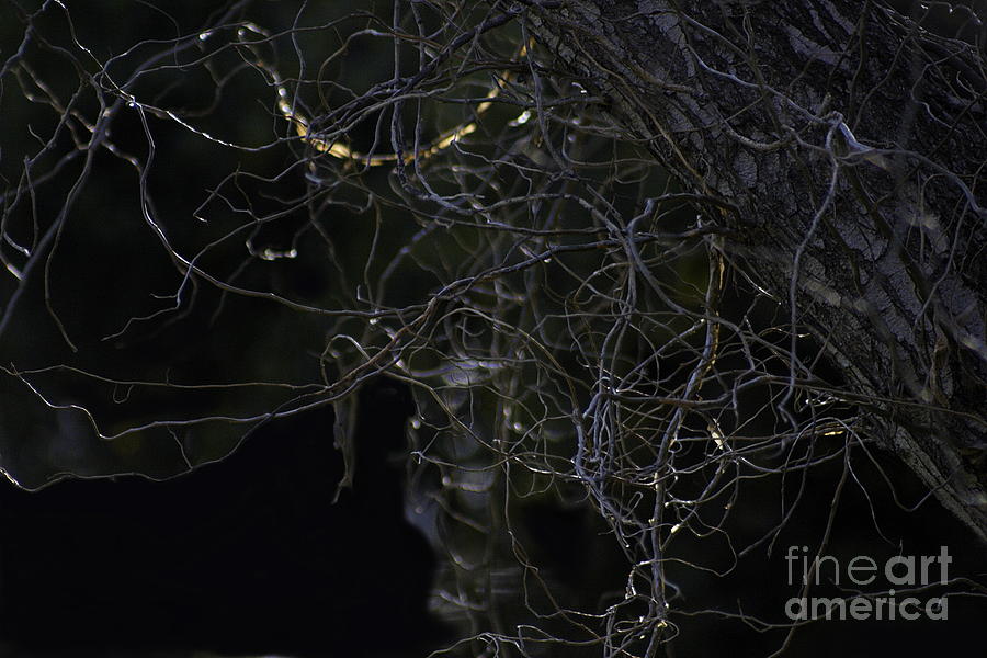 Night. Branch Out. Photograph by Viktor Savchenko