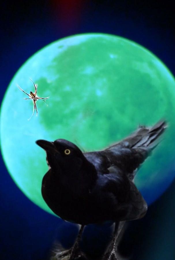Crow Digital Art - Night crow by Jessica Popham