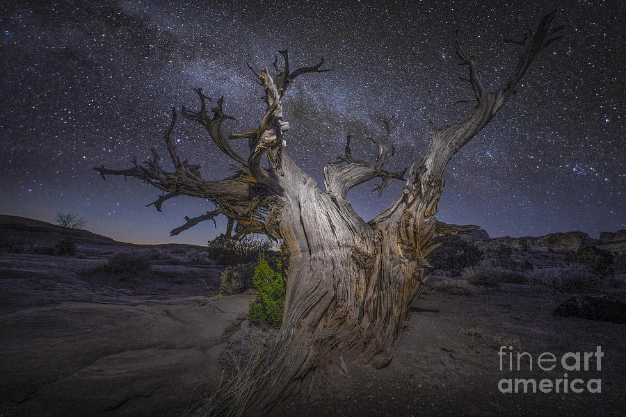 Tree Photograph - Night Dreamer by Marco Crupi