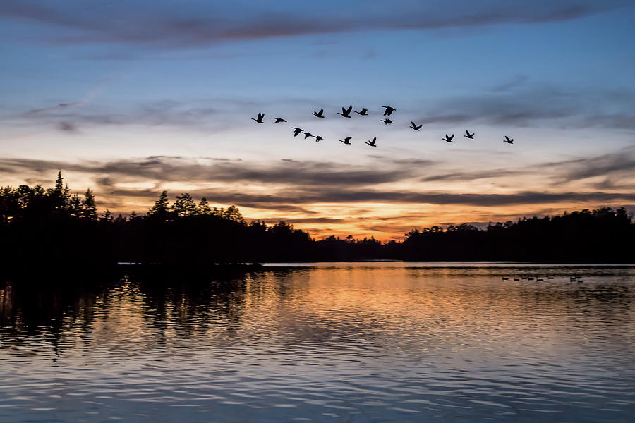 Geese Photograph - Night Flight at Lake Horicon NJ  by Terry DeLuco