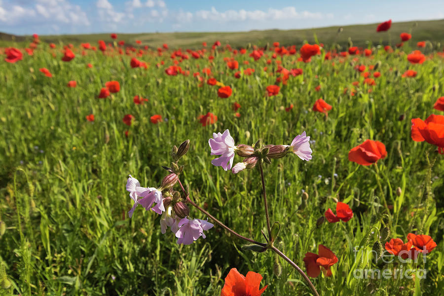 Night Flowering Catchfly and Poppies Photograph by Terri Waters