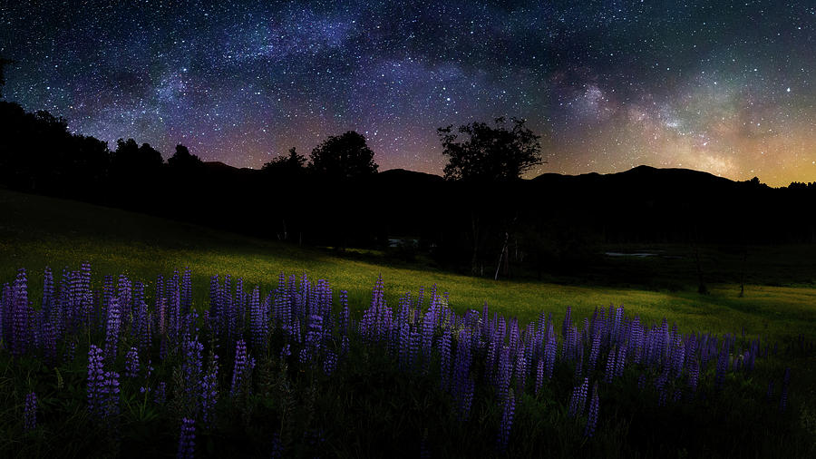 Interstellar Photograph - Night Flowers by Bill Wakeley