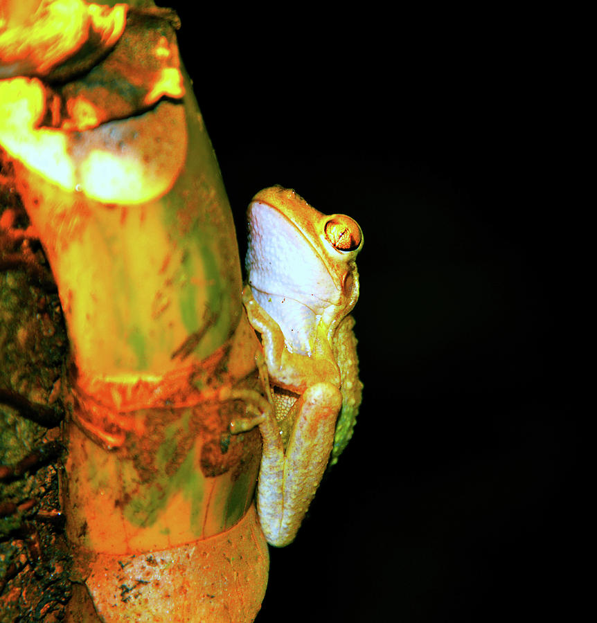 Night frog Photograph by David Lee Thompson