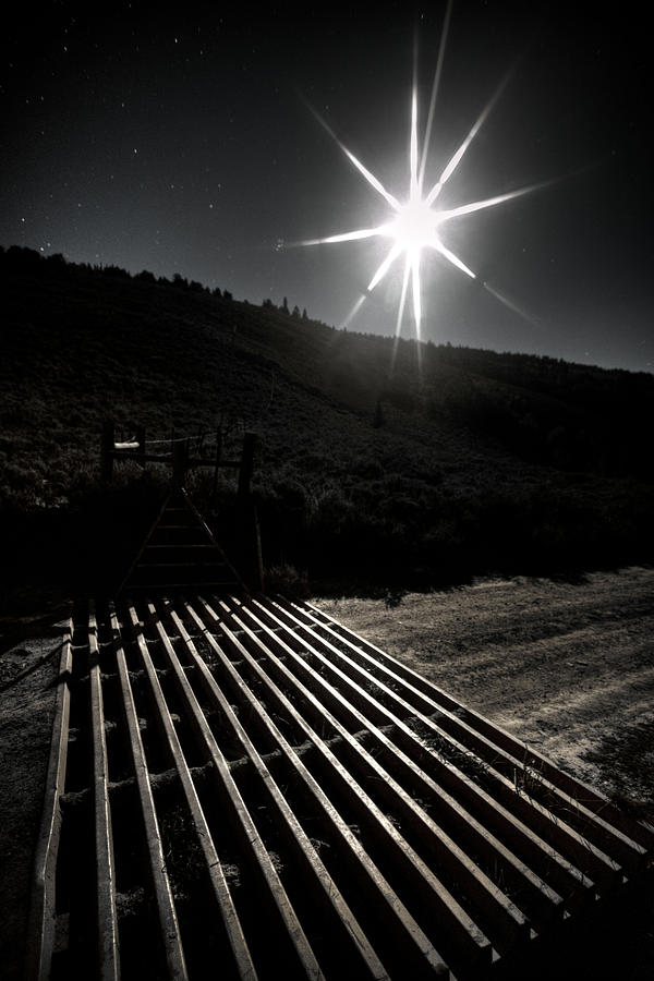 Night Guard Photograph by David Andersen