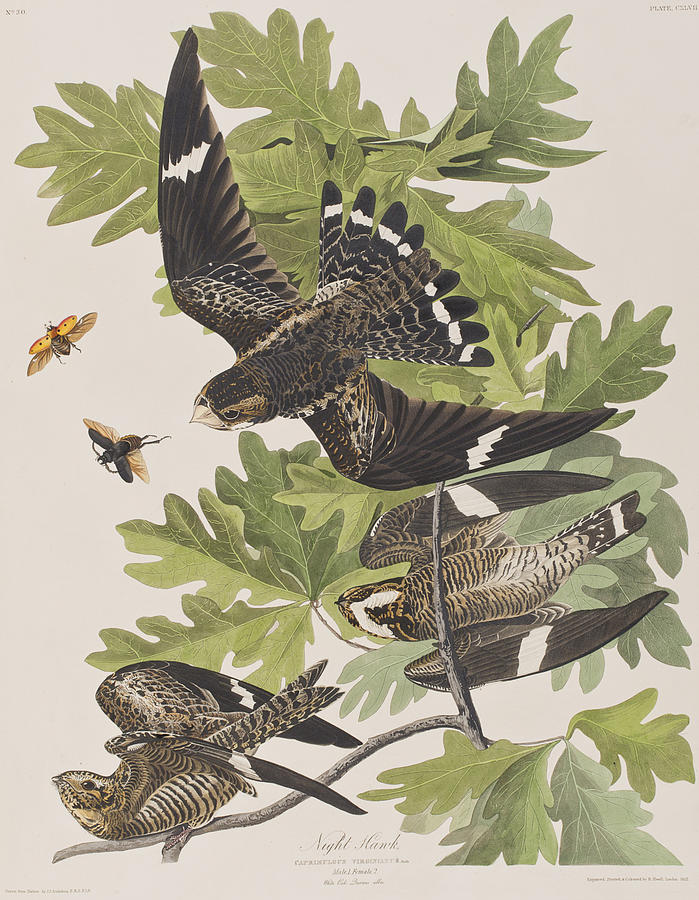 John James Audubon Painting - Night Hawk by John James Audubon