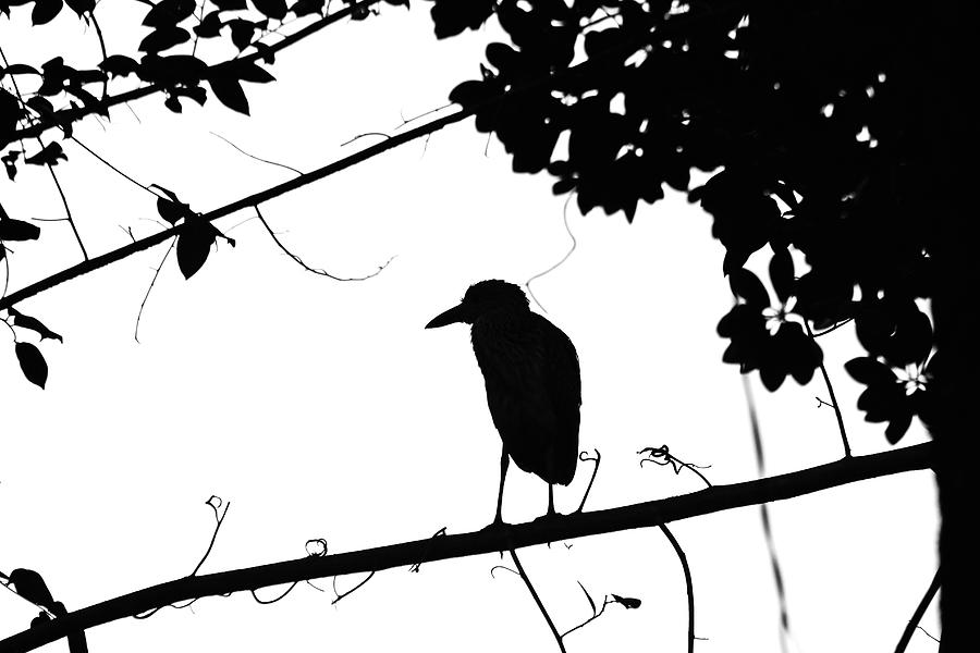 Night Heron Black And White Photograph by Debbie Oppermann