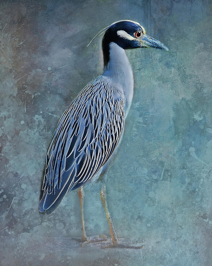 Night Heron Blues Photograph by HH Photography of Florida