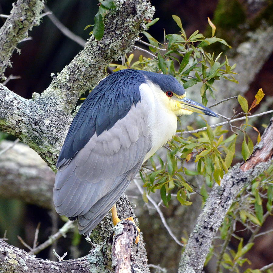 Night Heron Photograph by Carla Parris