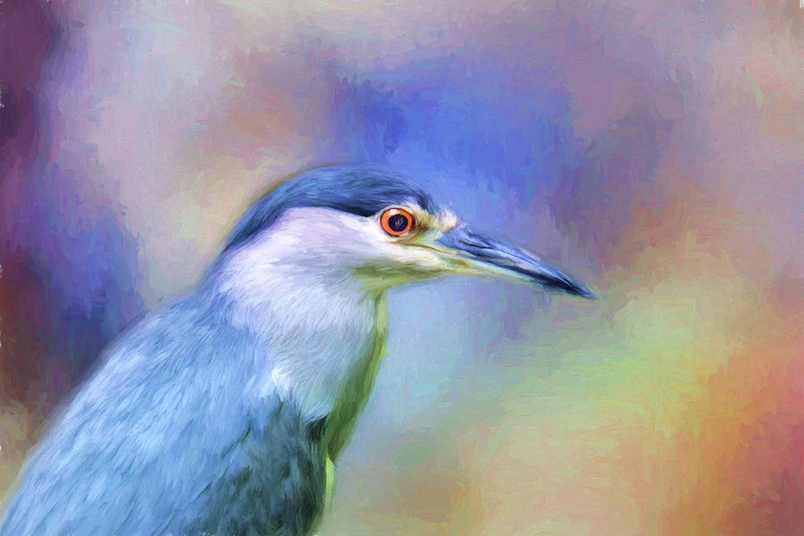 Night-Heron Painting by Ches Black
