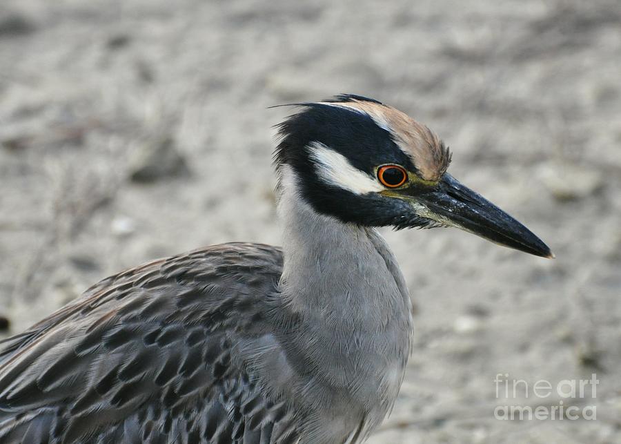 Night Heron Close Up Photograph by Rose  Hill