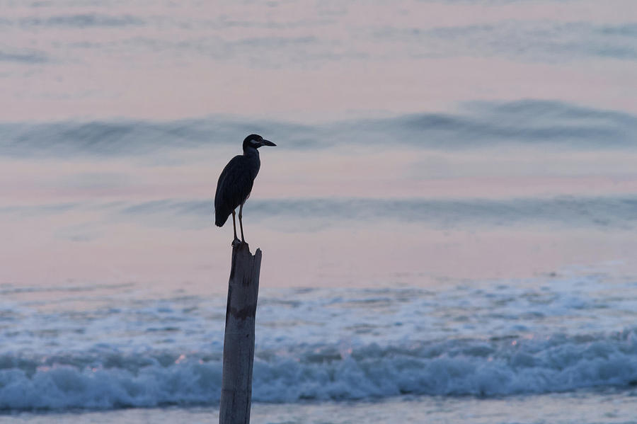 Nature Photograph - Night Heron Dawn Post by Paul Rebmann