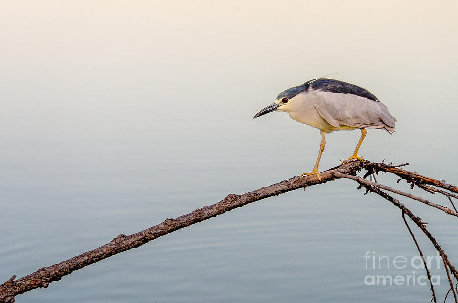 Bird Photograph - Night Heron by Emily Bristor Bird Photograph - Night Heron by Emily Bristor