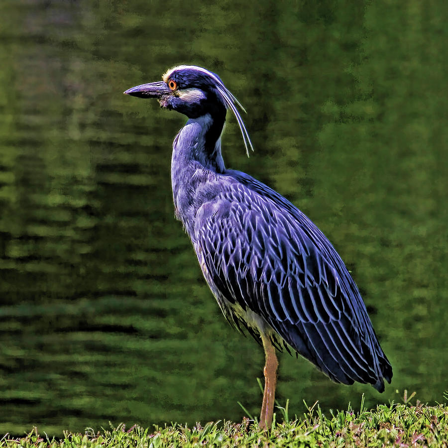 Night Heron Photograph by HH Photography of Florida
