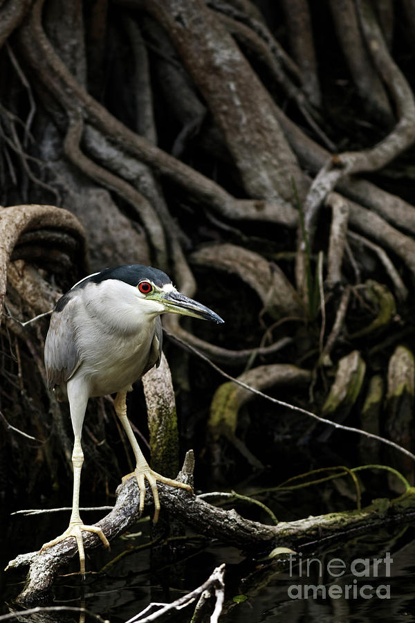 Night Heron in the Swamp Photograph by Natural Focal Point Photography