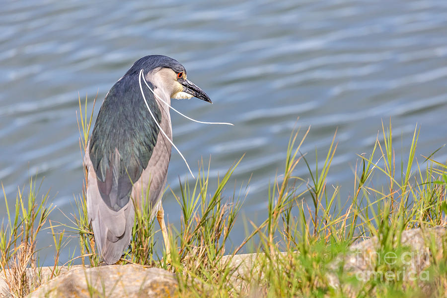 Night Heron  Photograph by Kate Brown