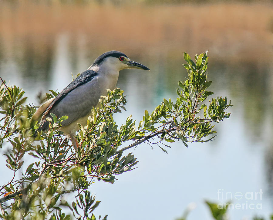 Night Heron Photograph by Michelle Tinger