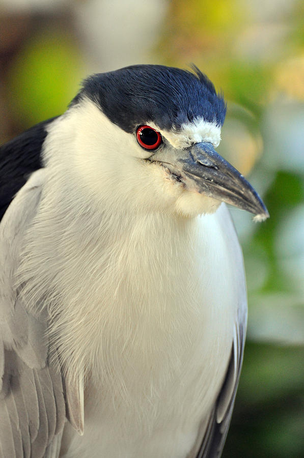 Night Heron Portrait in the Early Morning Light  Photograph by Rose  Hill