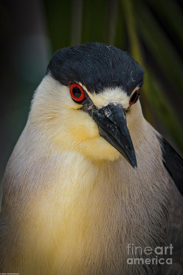 Night Heron Portrait Photograph by Mitch Shindelbower