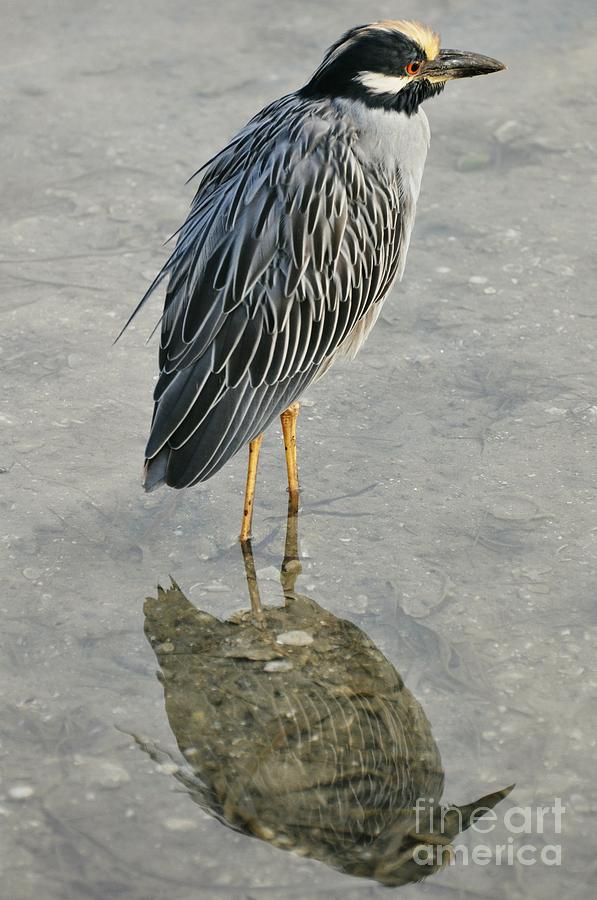 Night Heron Reflection Photograph by Rose  Hill