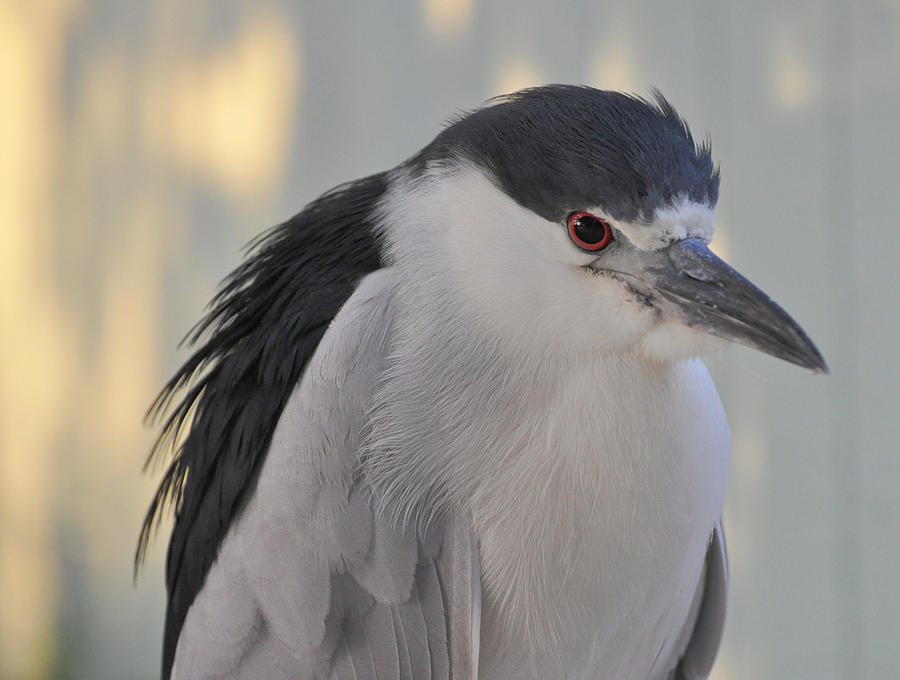 Night Heron  Photograph by Rose  Hill