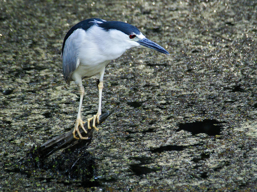 Night Heron Stalking Photograph by Benjamin Andersen - Fine Art America