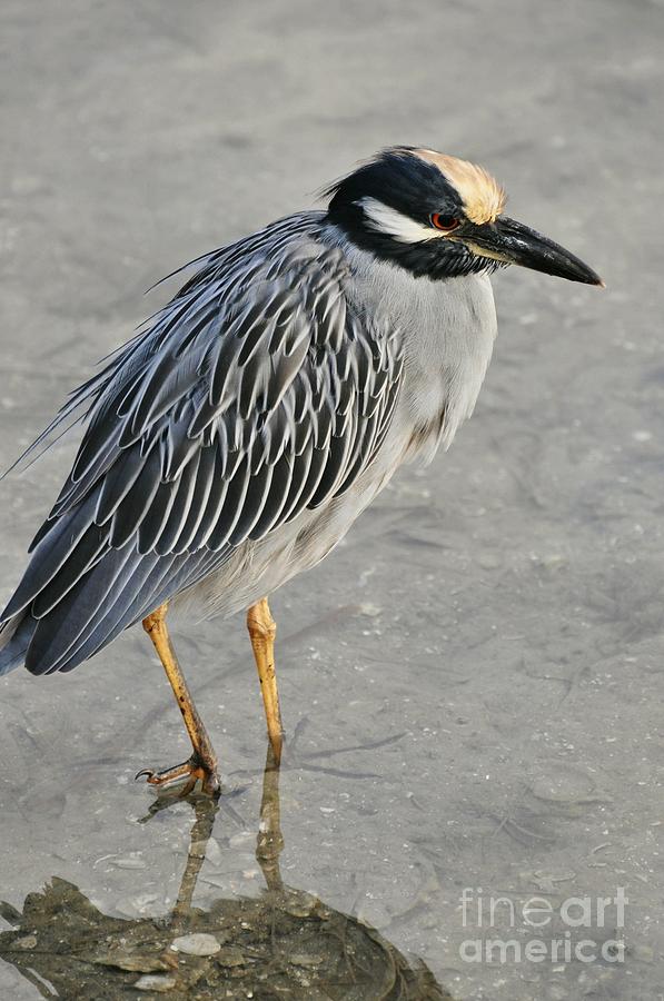 Night Heron with breeding colors Photograph by Rose  Hill