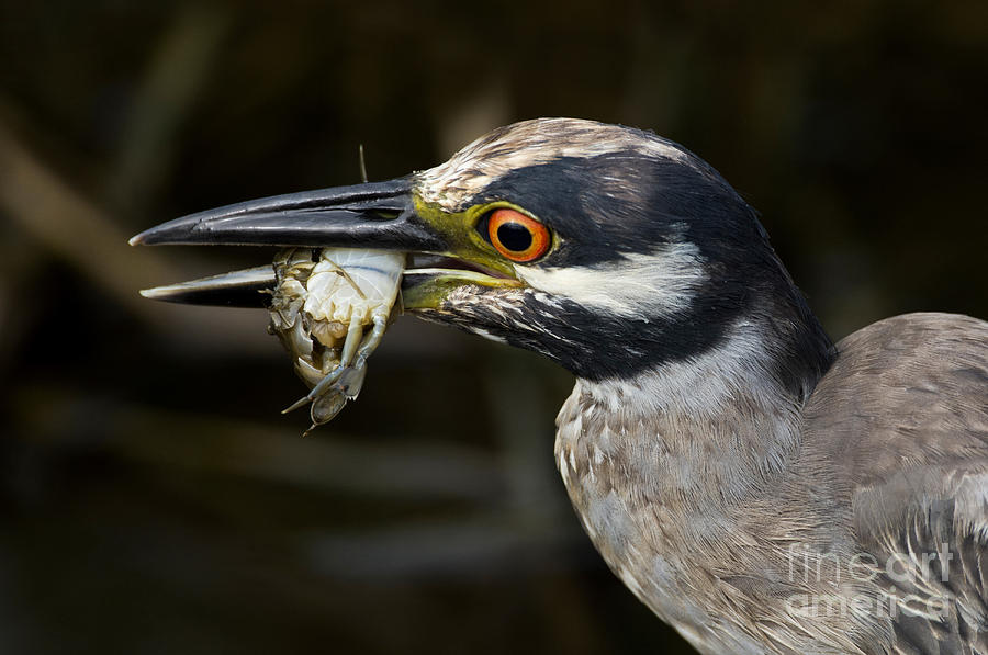 Night Heron With Crab Photograph by Anthony Mercieca