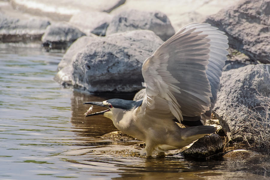 Night Heron with Fish Photograph by Janis Knight