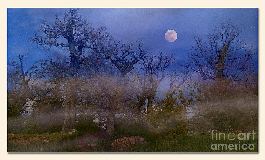 Tree Photograph - Night in the forest by Art by Magdalene