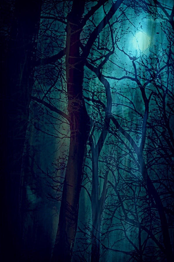 Night in the Forest Photograph by Tasha ONeill